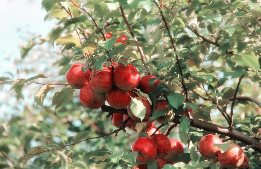Un grupo de manzanas rojas maduras que crecen en una rama de árbol en el huerto, mostrando su color vibrante y su belleza natural.